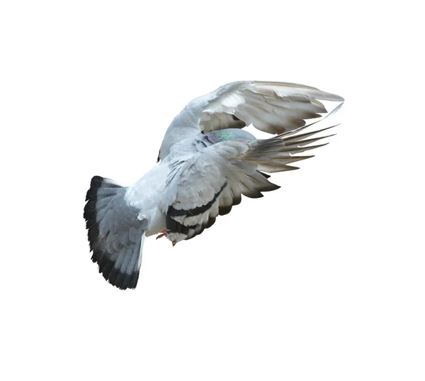 Full Body Speed Racing Pigeon Bird Isolate White Background Pigeon — Stock Photo, Image