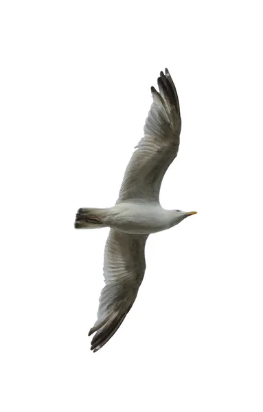 Pájaro Volando Sobre Fondo Blanco Pájaros Volando Cielo Pájaro Sobre — Foto de Stock