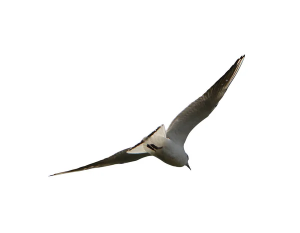 Bird flying on white background. Birds flying in the sky. bird on a white background. Bird flying isolated on white background. bird isolated on white background.