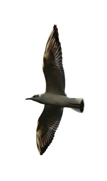 Pájaro Volando Sobre Fondo Blanco Pájaros Volando Cielo Pájaro Sobre — Foto de Stock