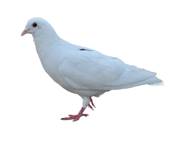 Corps Complet Course Vitesse Pigeon Oiseau Isoler Fond Blanc Pigeon — Photo