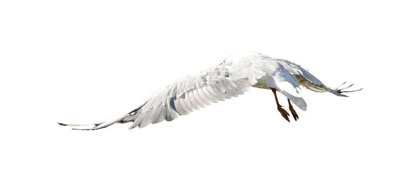Oiseau Volant Sur Fond Blanc Des Oiseaux Volent Dans Ciel — Photo