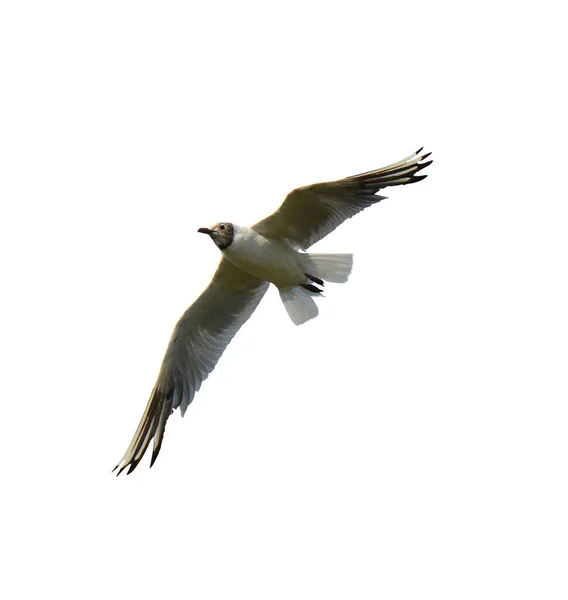 Pássaro Voando Sobre Fundo Branco Pássaros Voando Céu Pássaro Fundo — Fotografia de Stock