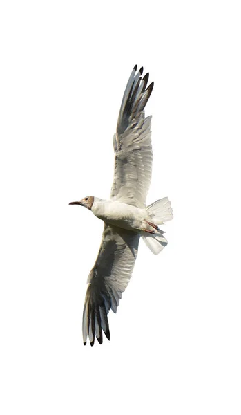 Птица Летит Белом Фоне Птицы Летают Небе Птица Белом Фоне — стоковое фото