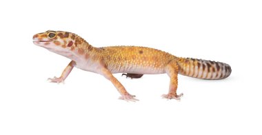 Kertenkele beyaz arka planda izole edilmiş. Kes kertenkele.