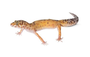 Kertenkele beyaz arka planda izole edilmiş. Kes kertenkele.