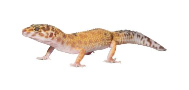 lizard isolated on white background. cutout lizard. clipart