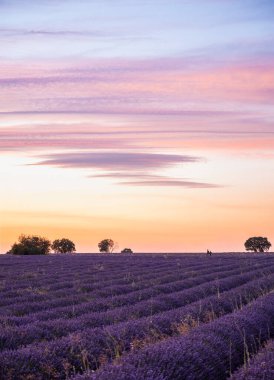 Provence, Fransa 'daki lavanta tarlası