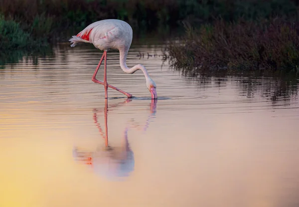 Wunderschöner Rosafarbener Flamingo Und Flamingos Großer Roseus Phöniziterus Ruber Walvis — Stockfoto