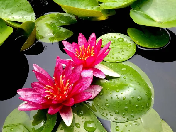 Rosa Seerosen Einem Teich — Stockfoto
