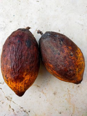 Yerde iki çürük kakao kabuğu var. 