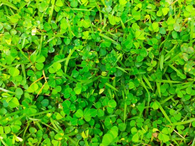 Minik yeşil bitkilerin ve otların arka planı