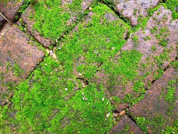 Musgos Verdes Tijolos Vermelhos Olhar Refrescante Para Jardim Tailândia — Fotografia de Stock