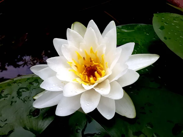 Hermoso Nenúfar Blanco Estanque —  Fotos de Stock