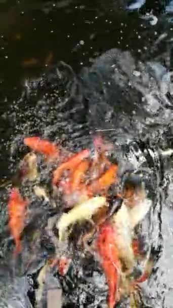 잉어의 비디오 연못에서 음식을 먹으면서 튀기는 — 비디오