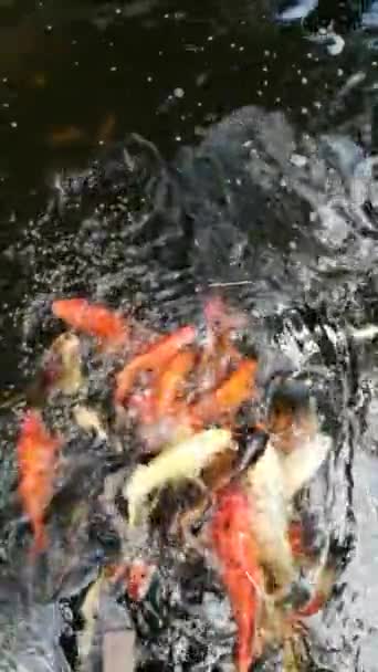 Vidéo Ralenti Poissons Fantaisie Colorés Carpe Éclaboussant Eau Tout Mangeant — Video