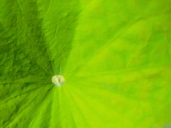 Green Lotus Leaf Background Soft Focus — Stock Photo, Image