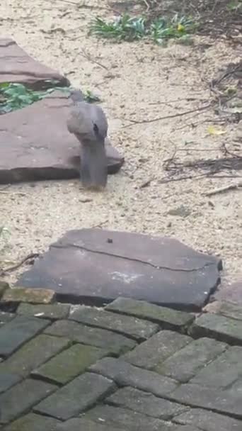 Bir Güvercin Bahçede Yürürken Kuyruğunu Kanatlarını Açar — Stok video