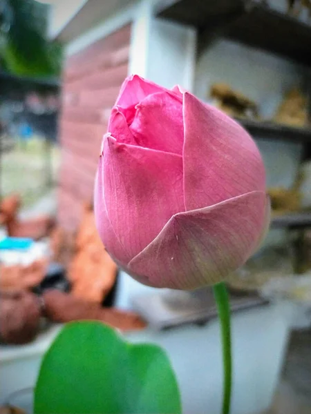 Fleur Lotus Rose Feuille Verte — Photo
