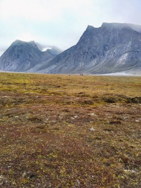 Kanada Arktik bölgesindeki Auyuittuq Ulusal Parkı: Tundra kırmızı halısı ve karla kaplı dağ