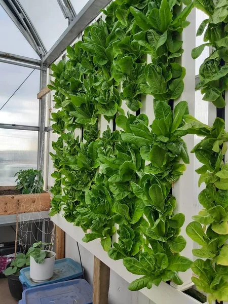 Hydrophonic vertical gardening in Canadian arctic