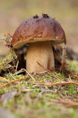 Sonbahar boletusu kapanıyor