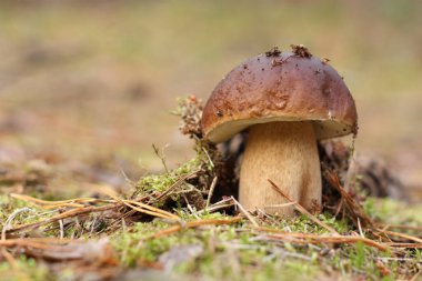 Sonbahar ormanında gizemli boletus.