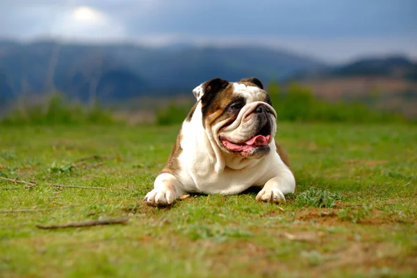 British bulldog lying in the field