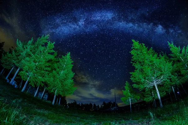 arch of the milky way with pines