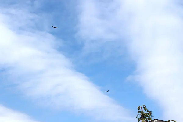 Pájaros Volando Sobre Sus Cabezas Vigilando Todos — Foto de Stock