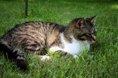 Güzel bir kedi güzel bir yaz gününde ön bahçede güneşleniyor.