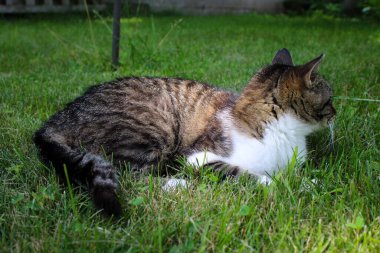 Bir kedinin güneşlenmek için mükemmel bir gün.