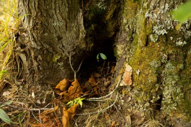 Akçaağaç oyuğunda büyüyen yeşil yosunlar.