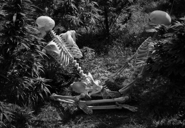 Black and white of Skeleton lovers playing around in the marijua