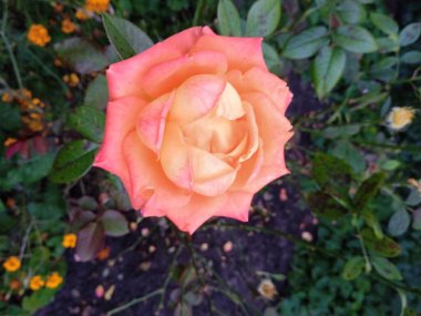 Bahçedeki güzel çiçekler