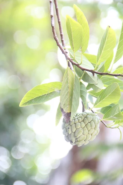 Fruits Srikaya Suspendus Arbre Srikaya — Photo