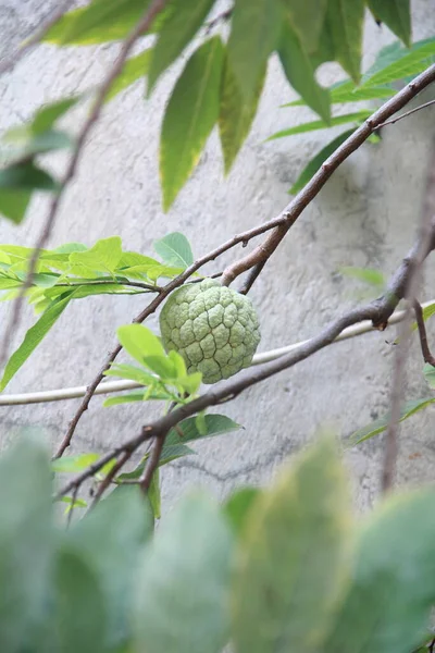 Плоды Срикая Свисают Дерева Срикая — стоковое фото