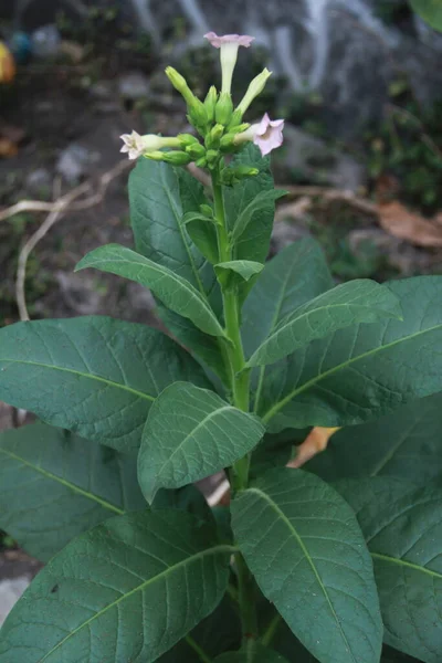 Jonge Tabaksbladeren Bloemen Tuin — Stockfoto