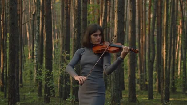 Μουσικός παίζει Fiddle Μεταξύ των δέντρων — Αρχείο Βίντεο