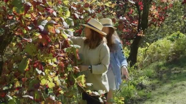 Zwei Junge Frauen Arbeiten Weinberg Und Hecht Haben Große Erfahrung — Stockvideo