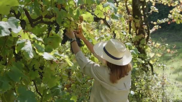 戴着草帽的年轻漂亮的女人在葡萄园里干活 采摘红葡萄 过着欧洲乡村生活 有葡萄牙文化 动作缓慢 — 图库视频影像