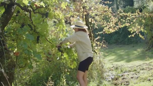 年轻的黑发女子头戴草帽 正在葡萄园工作 采摘葡萄 葡萄牙酿酒文化 农村生活方式 慢动作 — 图库视频影像