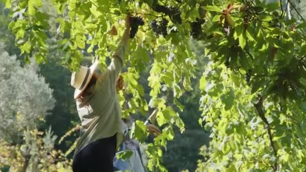 Dvě Mladé Ženy Dělnice Farmy Sbírají Hrozny Horské Vinici Mají — Stock video