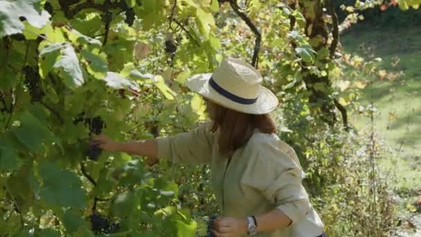 Wanita Berambut Cokelat Muda Dengan Topi Jerami Bekerja Kebun Anggur — Stok Video