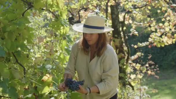 漂亮的欧洲女人戴着草帽 正在葡萄园里干活 采摘葡萄 葡萄牙村庄 慢动作 — 图库视频影像
