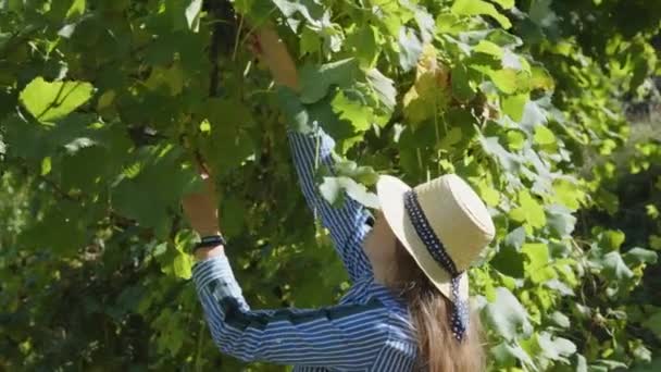 Jeune Femme Européenne Chapeau Paille Agricultrice Travaille Dans Vignoble Cueillette — Video
