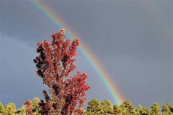 Olmo Autunno Con Arcobaleno Sullo Sfondo — Foto Stock