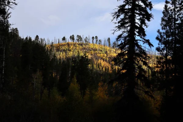 Outono Nas Montanhas Brancas Arizona — Fotografia de Stock