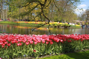 Keukenhof, Hollanda 'da çekildi.
