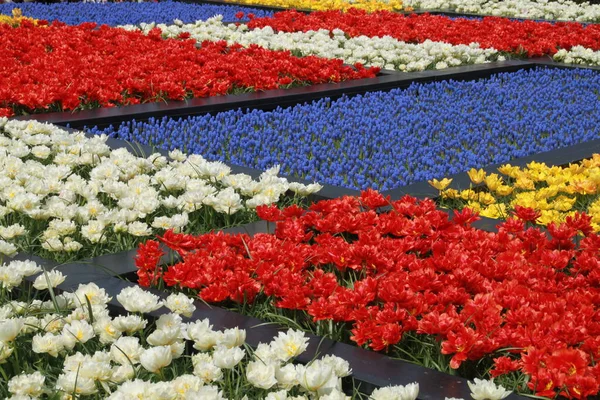 Tulipas Coloridas Jardim — Fotografia de Stock